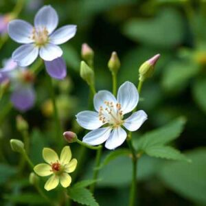 Bachblüten Anwendungsgebiete