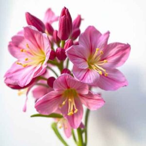 Bachblüten bei Allergien
